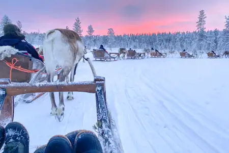 Reindeer sleigh ride