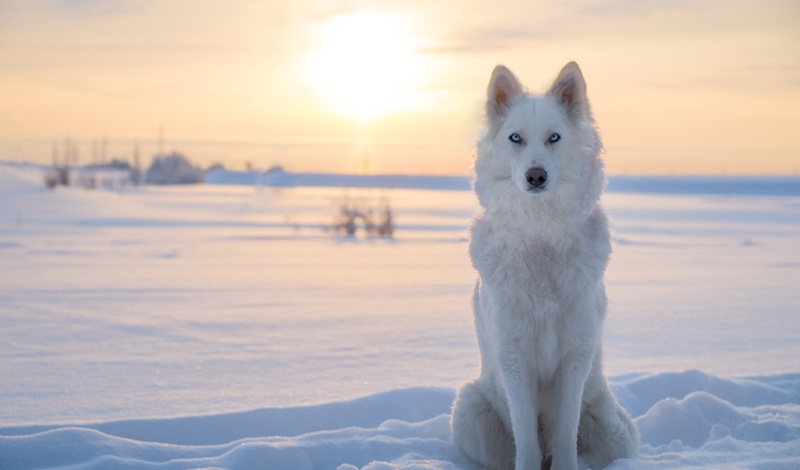 Wolf in Lapland