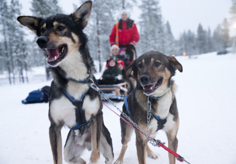 huskies waiting to start sled ride