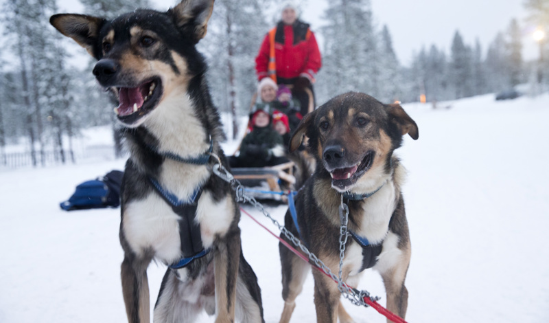 Huskies waiting to start a Lapland husky sledding ride