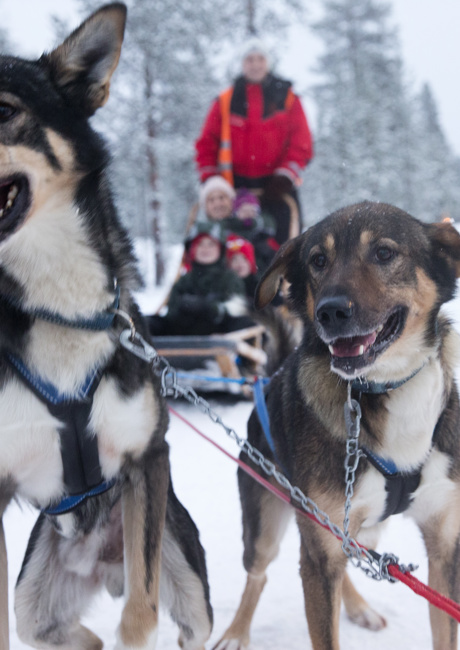 Huskies waiting to start a Lapland husky sledding ride