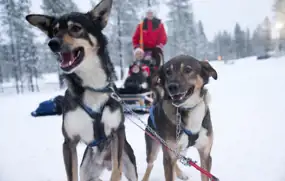 Animals to see in Lapland