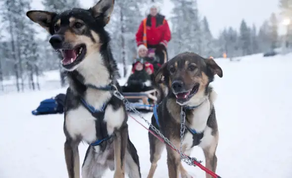 huskies waiting to start sled ride