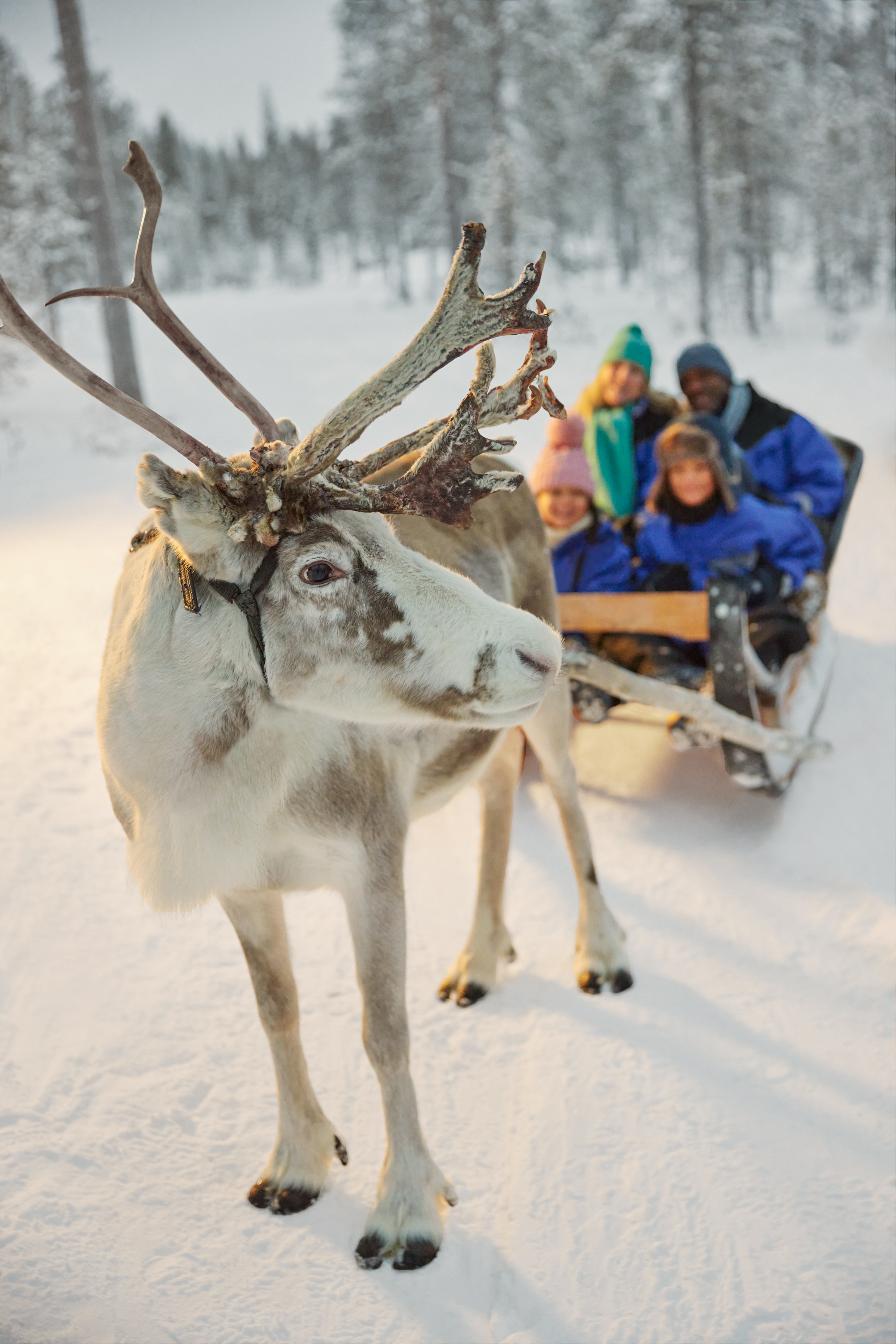 family enjoying a Lapland reindeer sleigh ride with Santa's Lapland