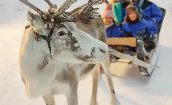 reindeer with family on sleigh