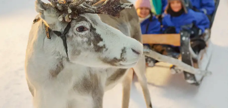 reindeer with family on sleigh