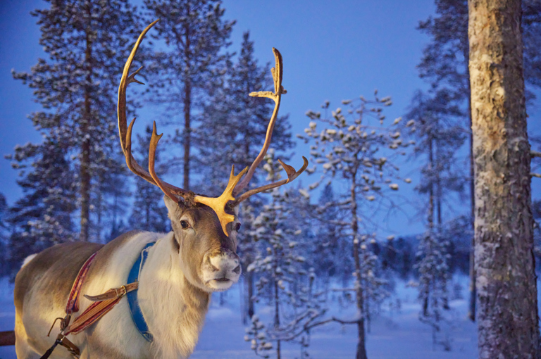 reindeer in Lapland