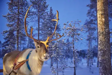 reindeer in Lapland