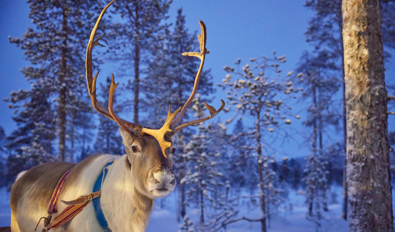 reindeer in Lapland