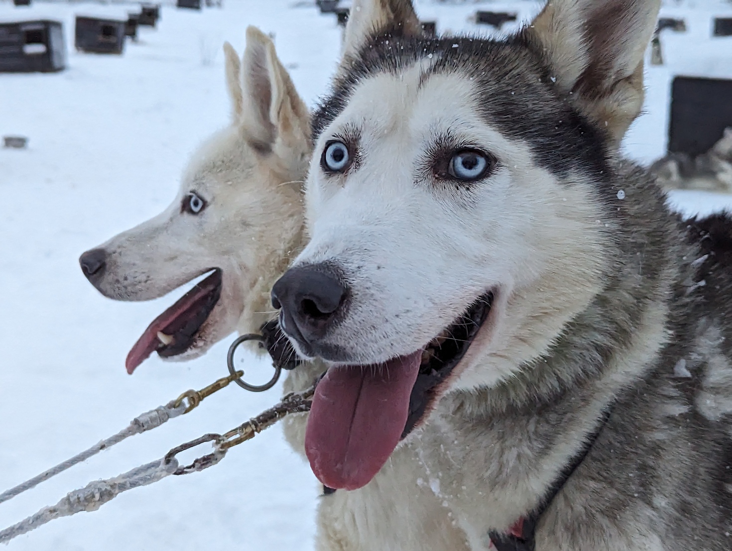 Husky team pulling a sled on a family Lapland husky ride
