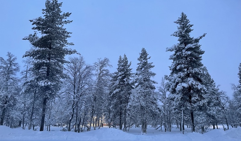 forest at dusk