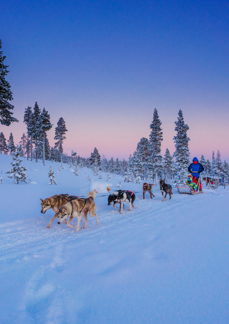 huskies running through the snow