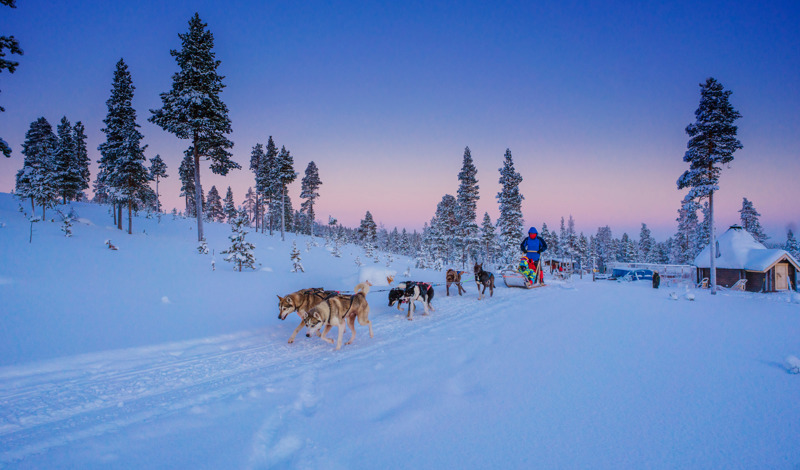 huskies running through the snow