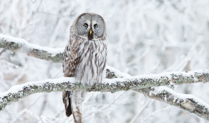 Owl in Lapland