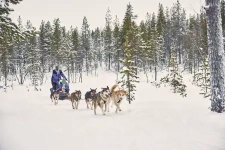 husky sled ride through the snow