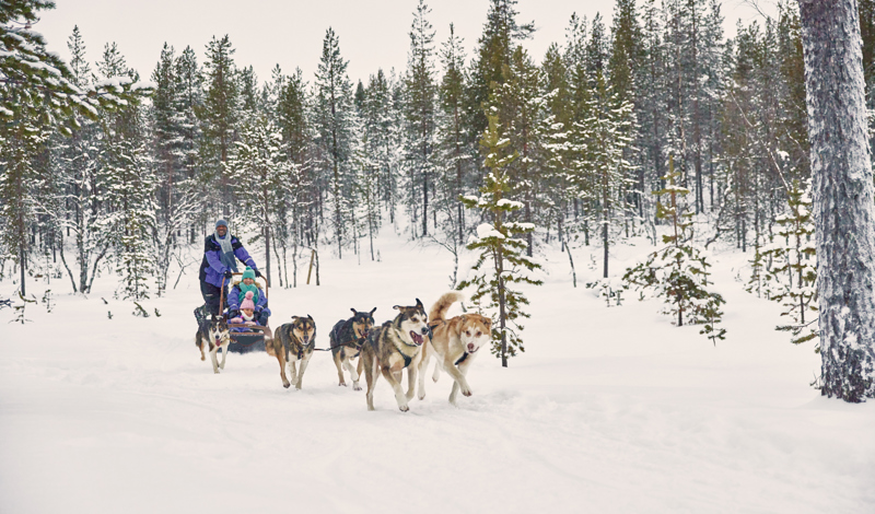 husky sled ride through the snow