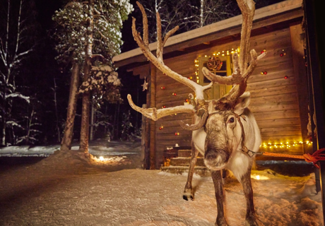 reindeer outside santa's cabin