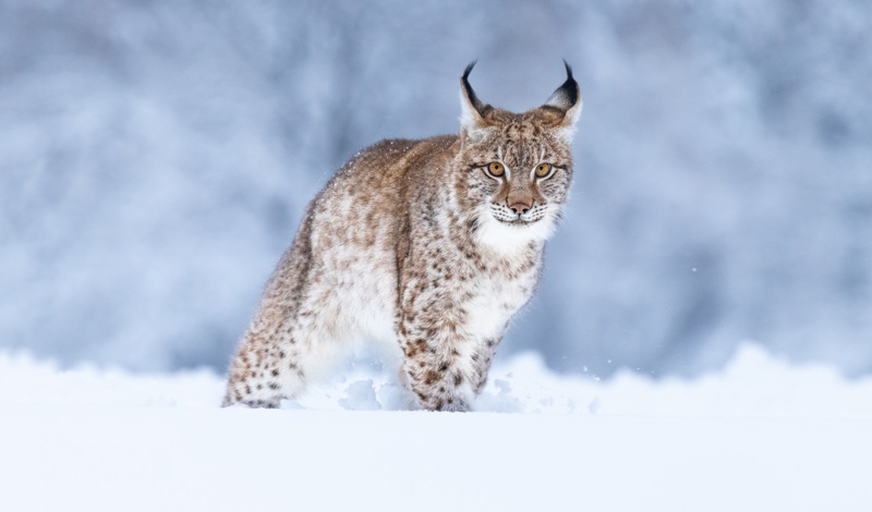 Lynx cat in Finland
