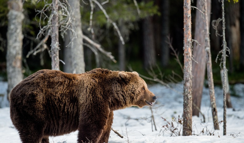 Lapland Brown Bear