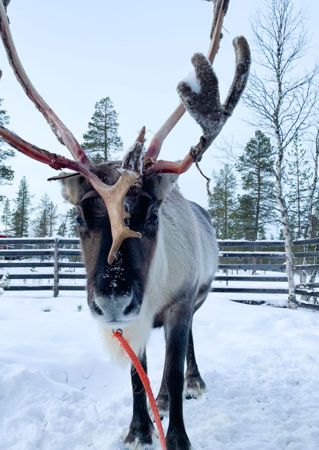 rudolph the reindeer