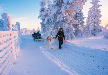 family being led by sami guide and reindeer