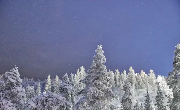 starry night over the Lapland forest
