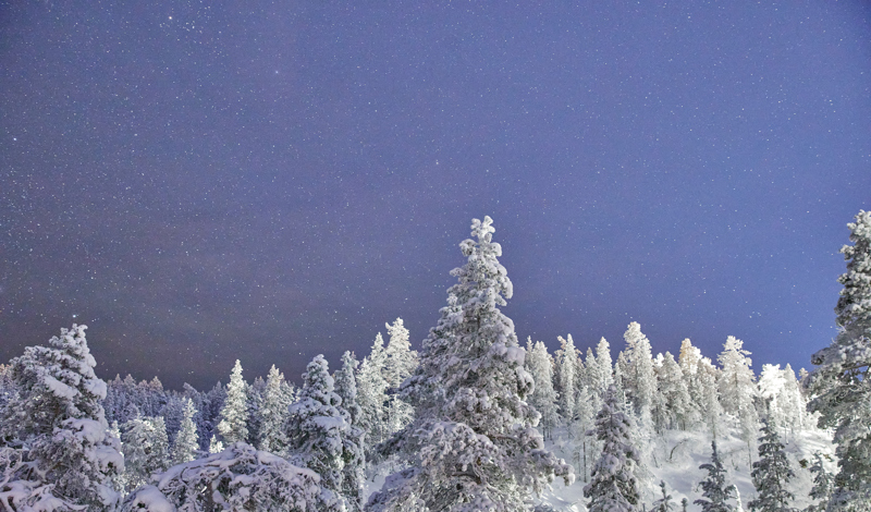 starry night over the Lapland forest