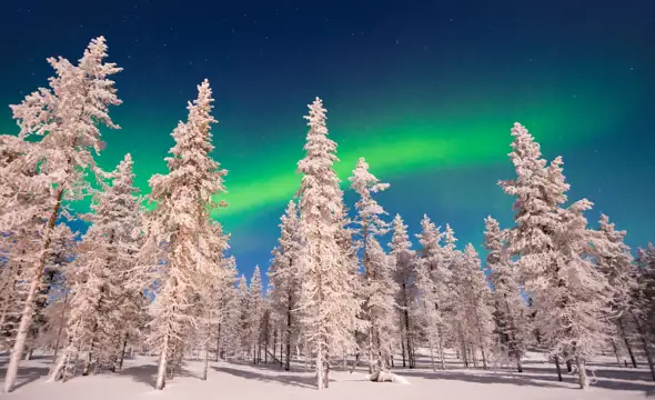 northern lights in the forest