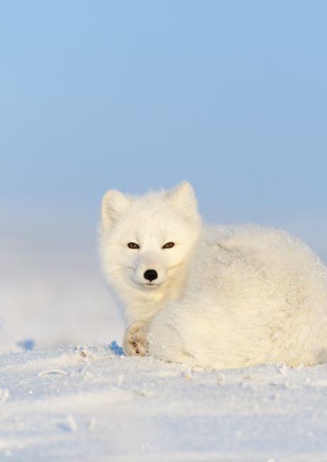 arctic fox in the Finnish landscape