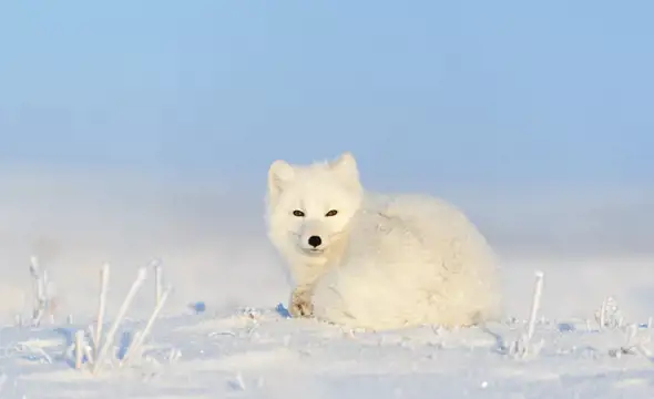 arctic fox in the Finnish landscape