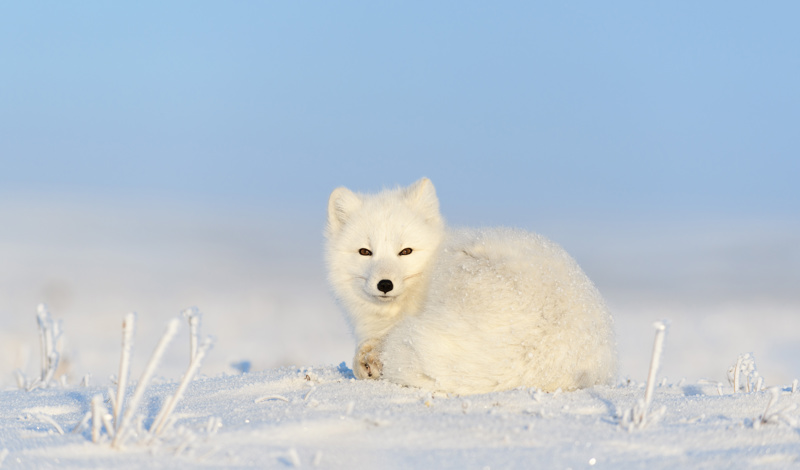 arctic fox in the Finnish landscape