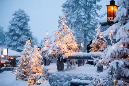 snowy christmas trees in Lapland