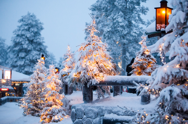 snowy christmas trees in Lapland