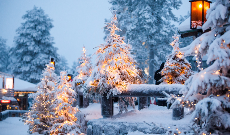 snowy christmas trees in Lapland