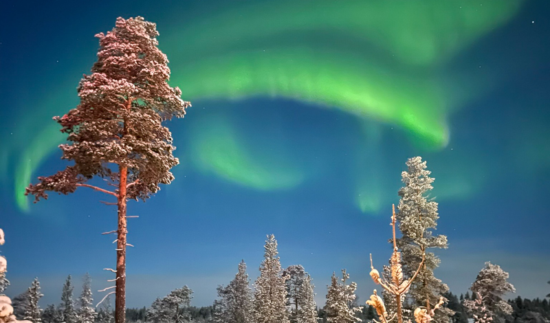 northern lights in the trees