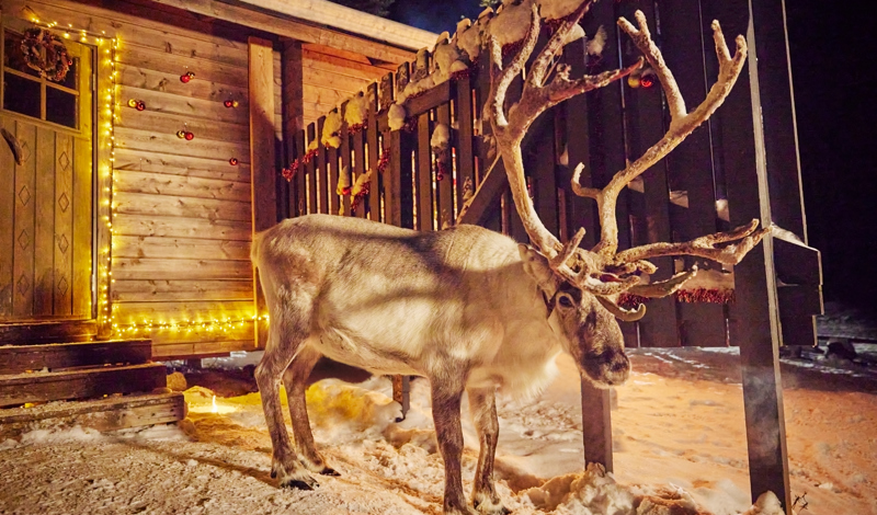 reindeer outside santa's cabin