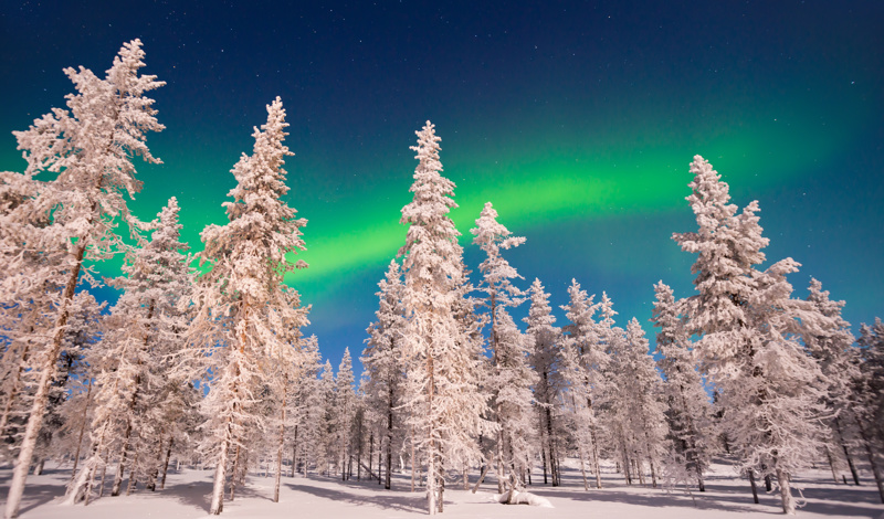 northern lights in the forest